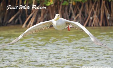 Saudi Arabia Birding Expedition
