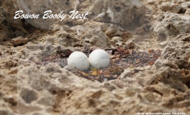 Saudi Arabia Birding Expedition