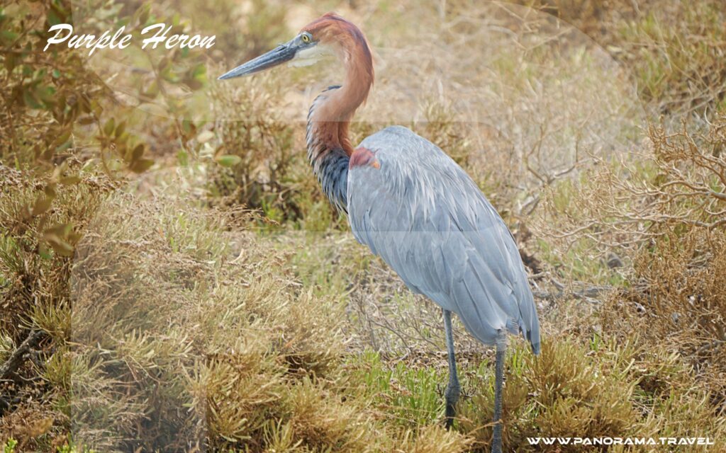 Saudi Arabia Birding Expedition