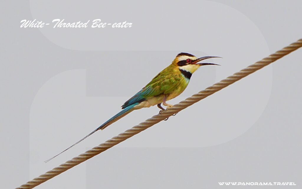 Saudi Arabia Birding Expedition