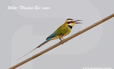 Saudi Arabia Birding Expedition