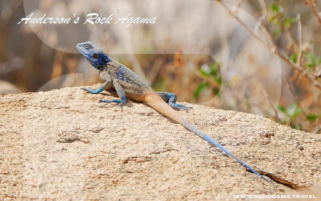 Saudi Arabia Birdwatching Adventure
