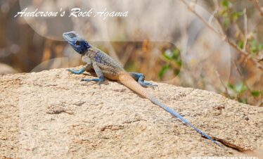 Saudi Arabia Birdwatching Adventure