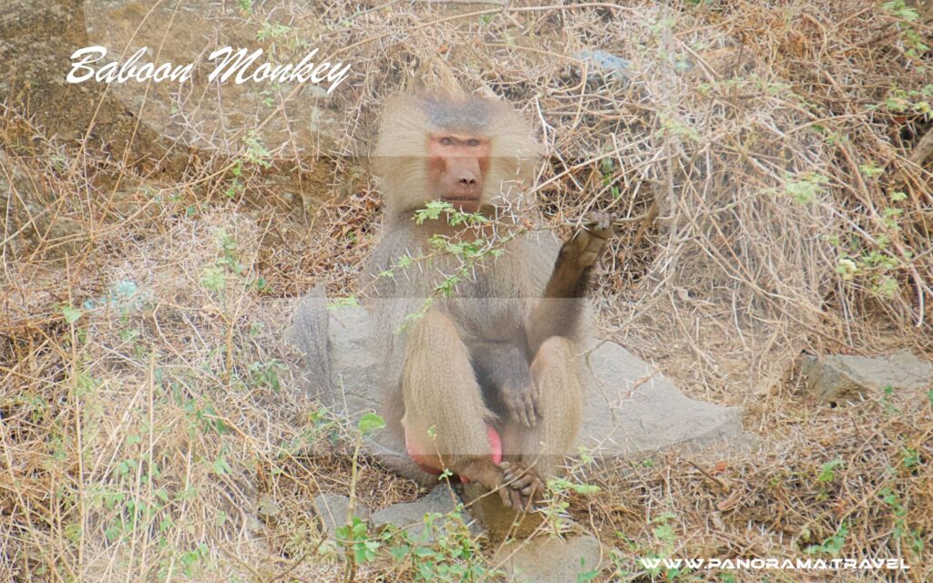 Saudi Arabia Birdwatching Adventure