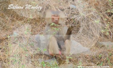 Saudi Arabia Birdwatching Adventure