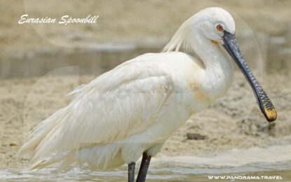 THE OFFICIAL BIRDLIST OF OMAN: 539 SPECIES VERIFIED BY THE OBRC