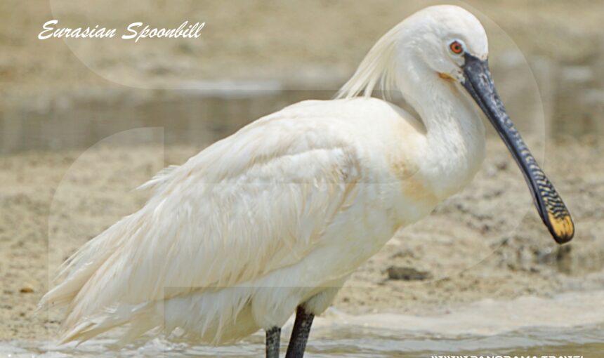THE OFFICIAL BIRDLIST OF OMAN: 539 SPECIES VERIFIED BY THE OBRC