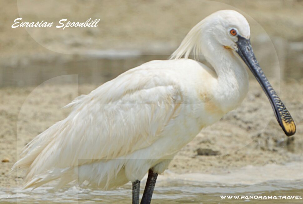 Saudi Arabia Birdwatching Adventures
