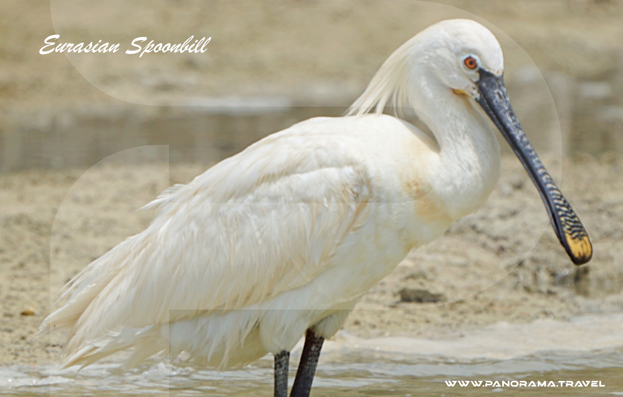 Saudi Arabia Birdwatching Adventures