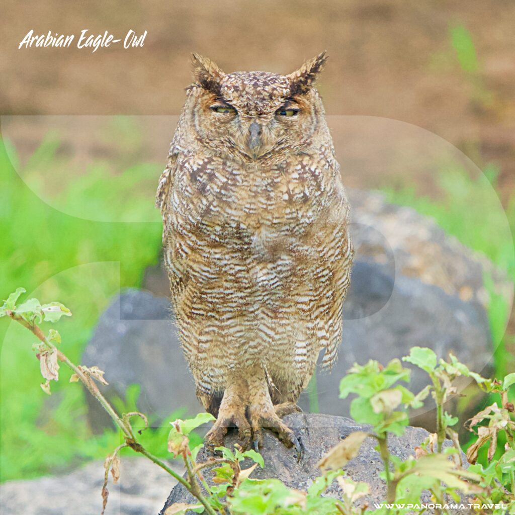 Arabian Eagle Owl 25