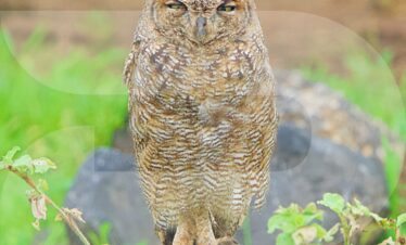 Arabian Eagle Owl 25