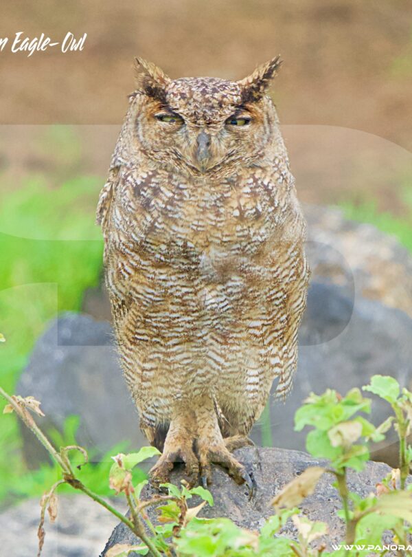Arabian Eagle Owl 25