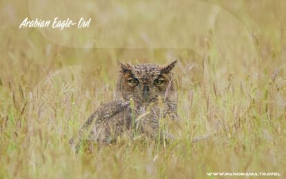 CORNELL UNIVERSITY INTRODUCES A LANDMARK IN BIRDING TAXONOMY