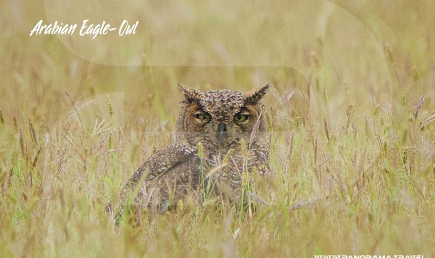 CORNELL UNIVERSITY INTRODUCES A LANDMARK IN BIRDING TAXONOMY