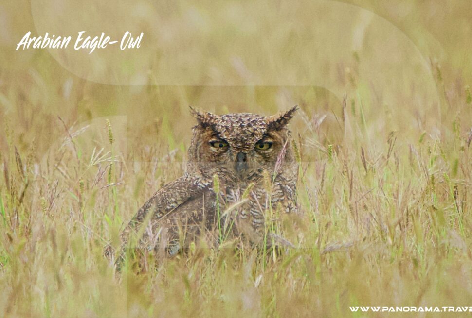 Arabian Eagle Owl