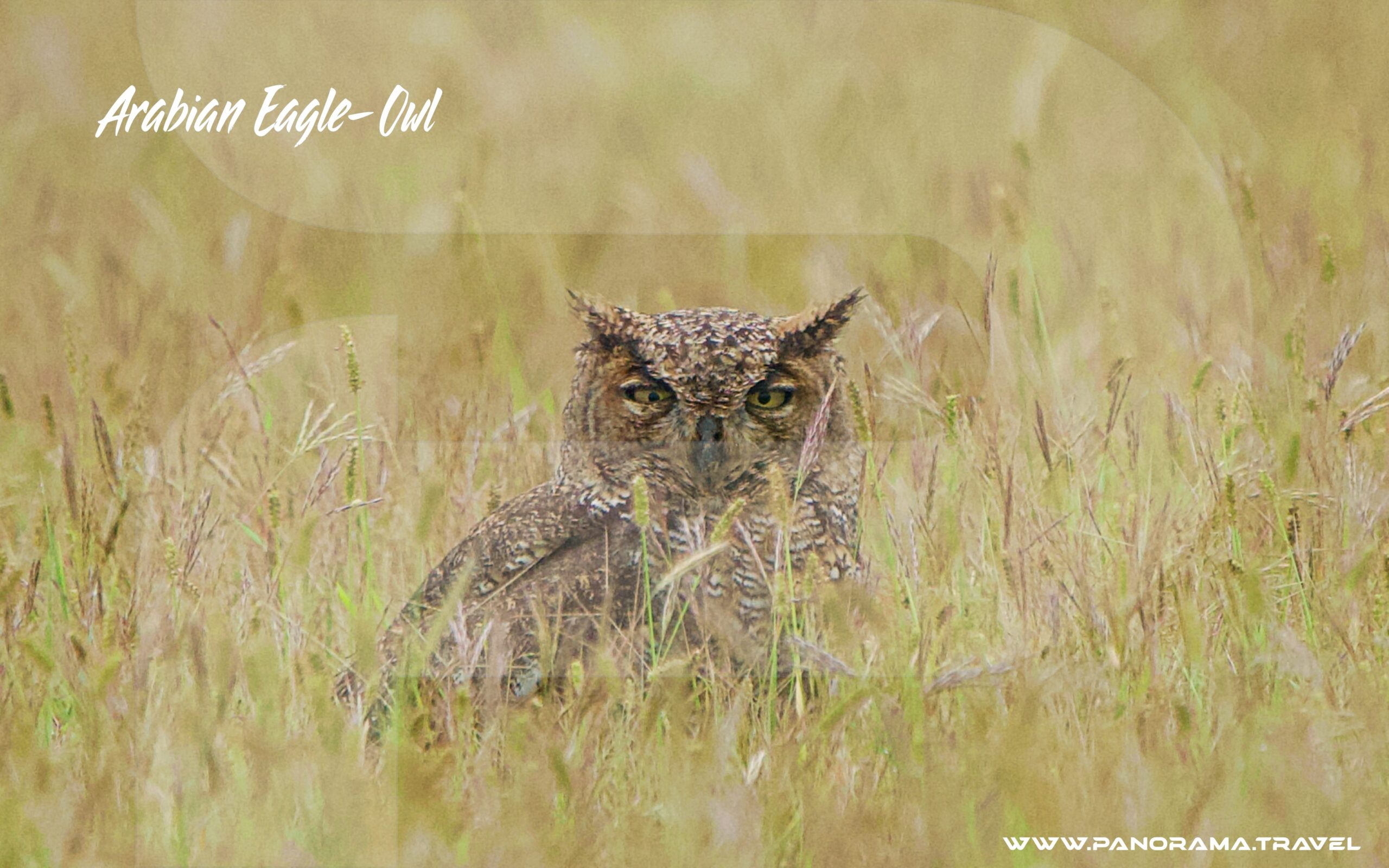 Arabian Eagle Owl