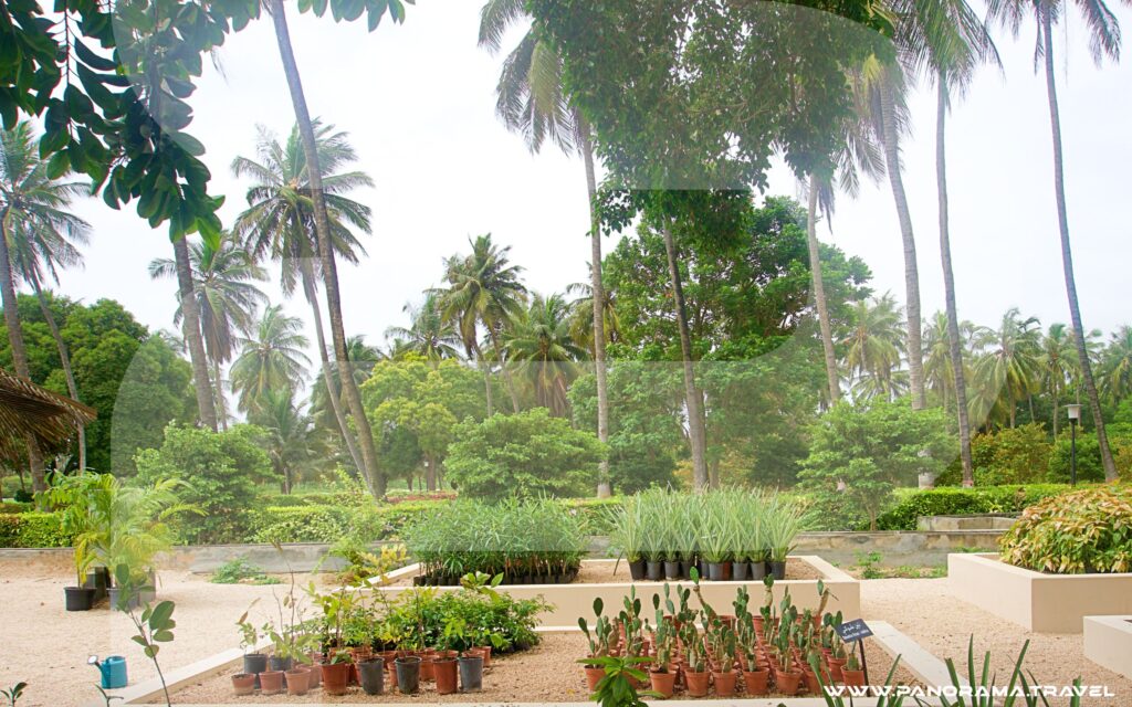 Oman Dhofar Royal Farm 10