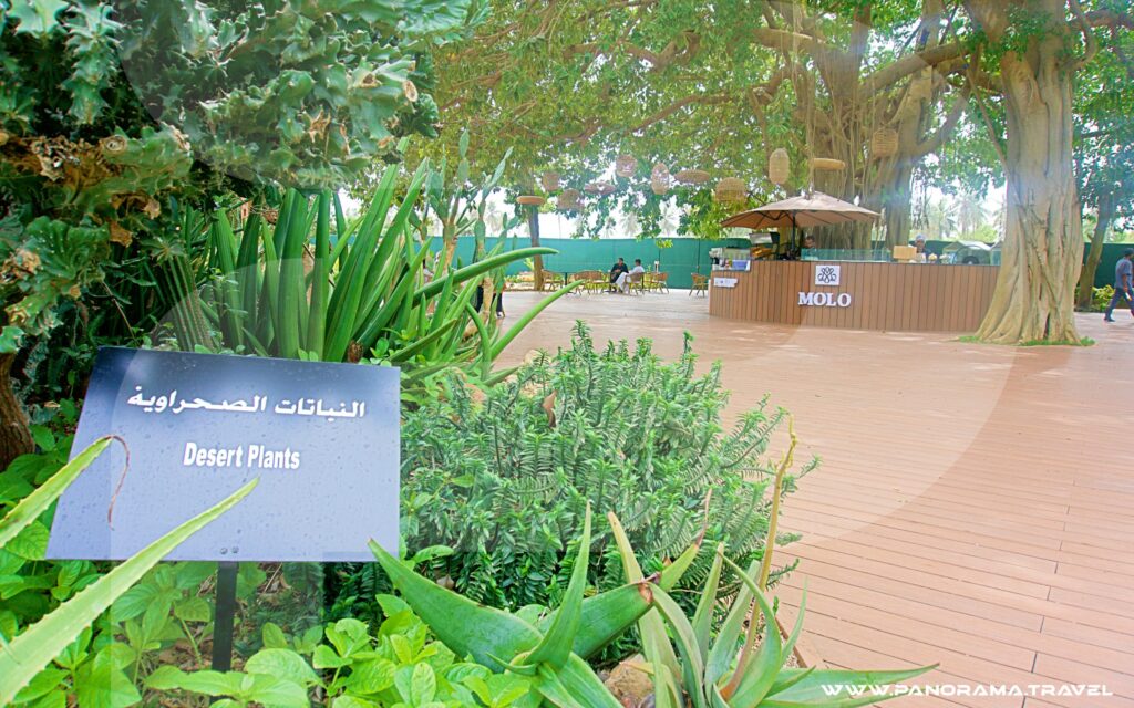 Oman Salalah Royal Farm 30