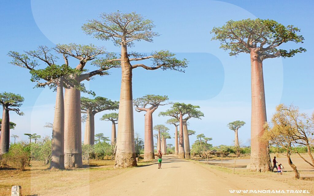 Madagascar Baobab Tree Africa