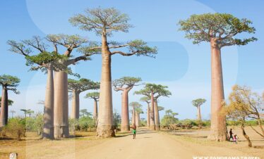 Madagascar Baobab Tree Africa
