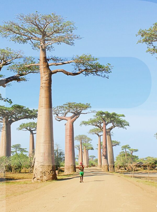 Madagascar Baobab Tree Africa