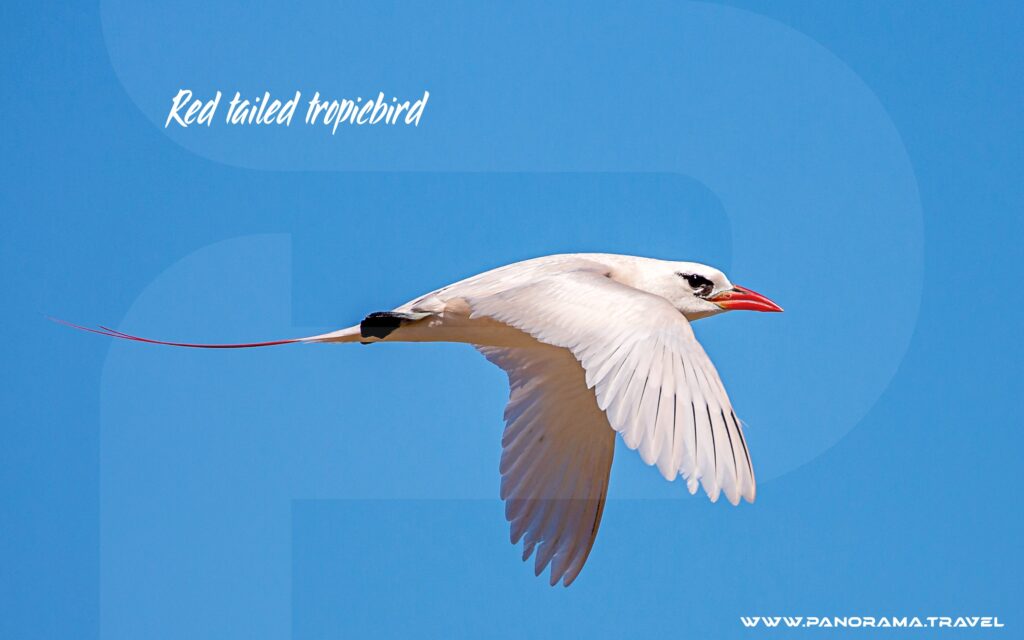 Madagascar-Birdin-Adventure-Red-tailed-tropicbird