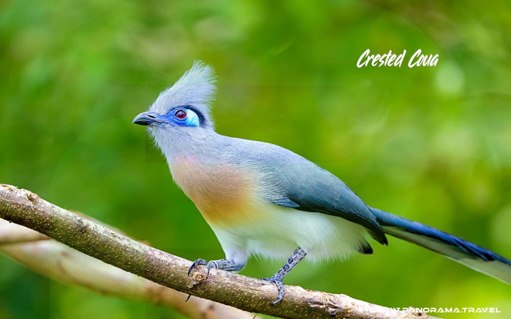 Madagascar-Birding-Adventure-Crested-Coua