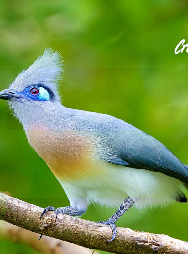 Madagascar-Birding-Adventure-Crested-Coua