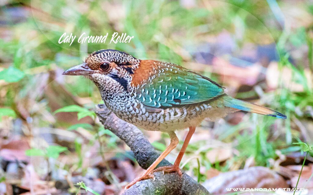 Madagascar-Birding-Trip-Scaly-Ground-Roller