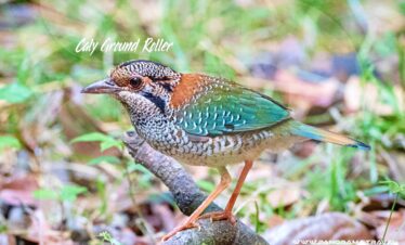 Madagascar-Birding-Trip-Scaly-Ground-Roller