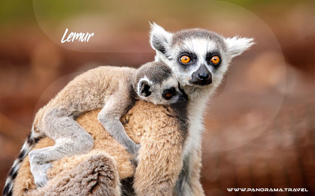 Madagascar-Birding-Wildlife-Tour-Lemur