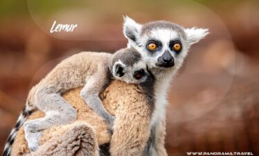 Madagascar-Birding-Wildlife-Tour-Lemur