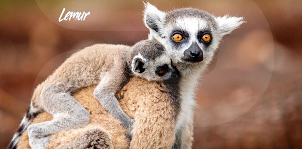 Madagascar-Birding-Wildlife-Tour-Lemur