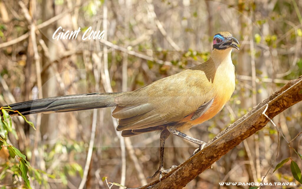 Madagascar-Giant-Coua