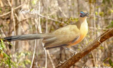 Madagascar-Giant-Coua