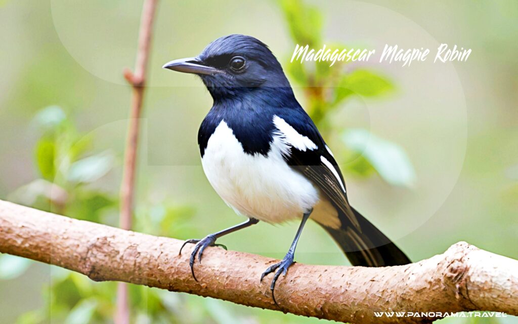 Madagascar-Magpie-Robin