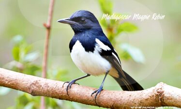 Madagascar-Magpie-Robin