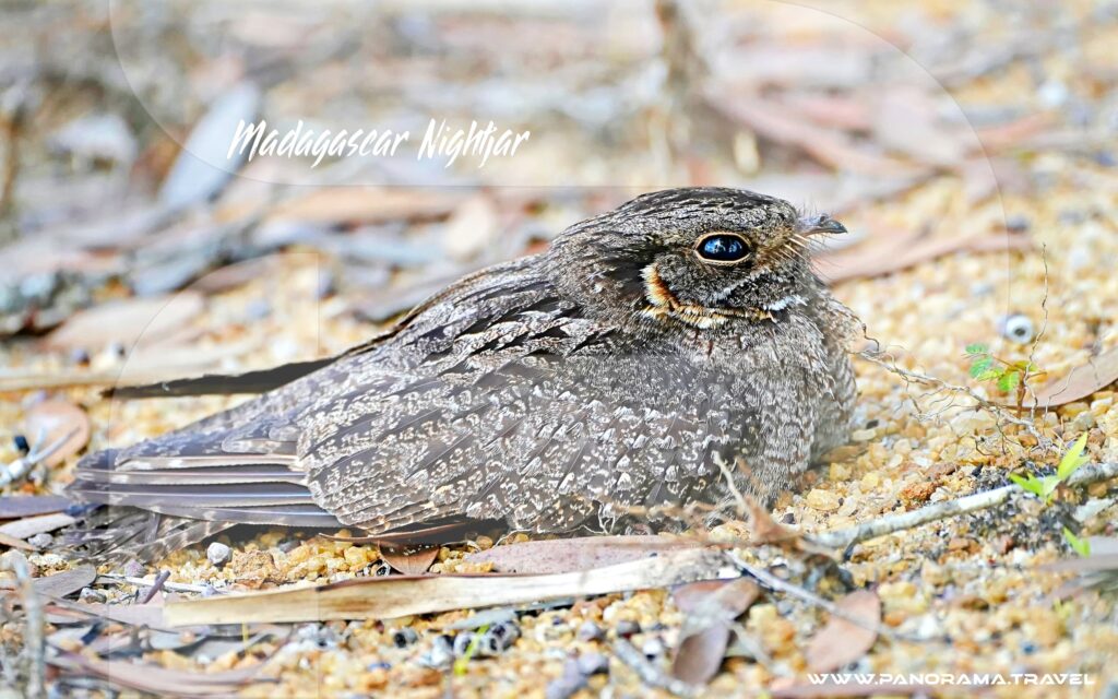 Madagascar-Nightjar-Birding-Tours