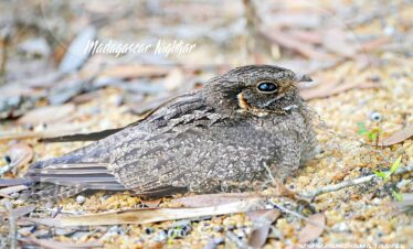 Madagascar-Nightjar-Birding-Tours