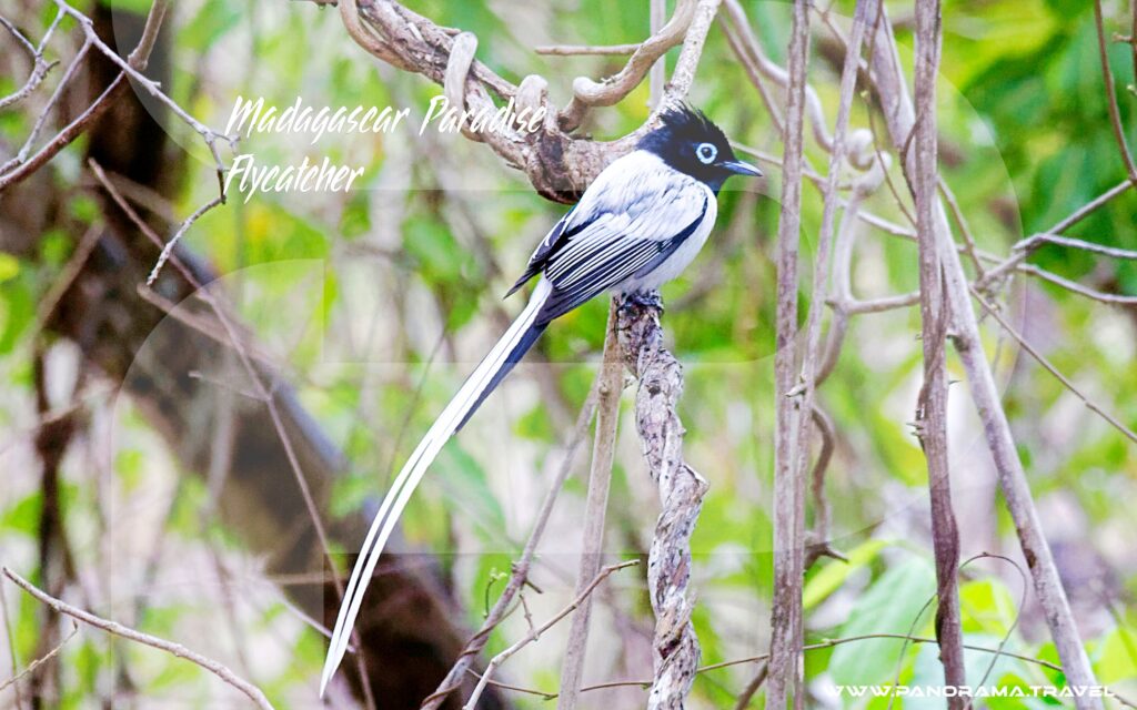 Madagascar Paradise Flycatcher Birdwatching Expedition