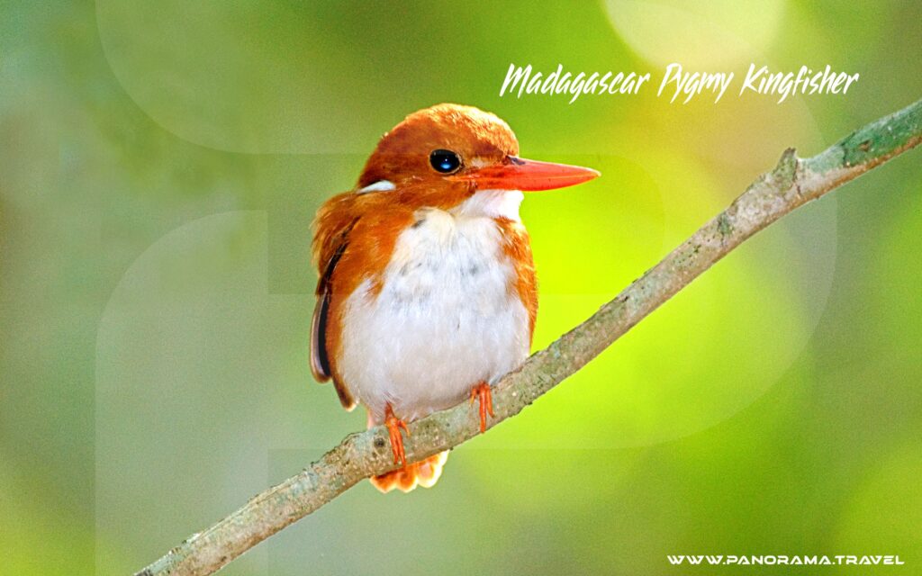 Madagascar-Pygmy-Kingfisher-Birdwatching-Trip