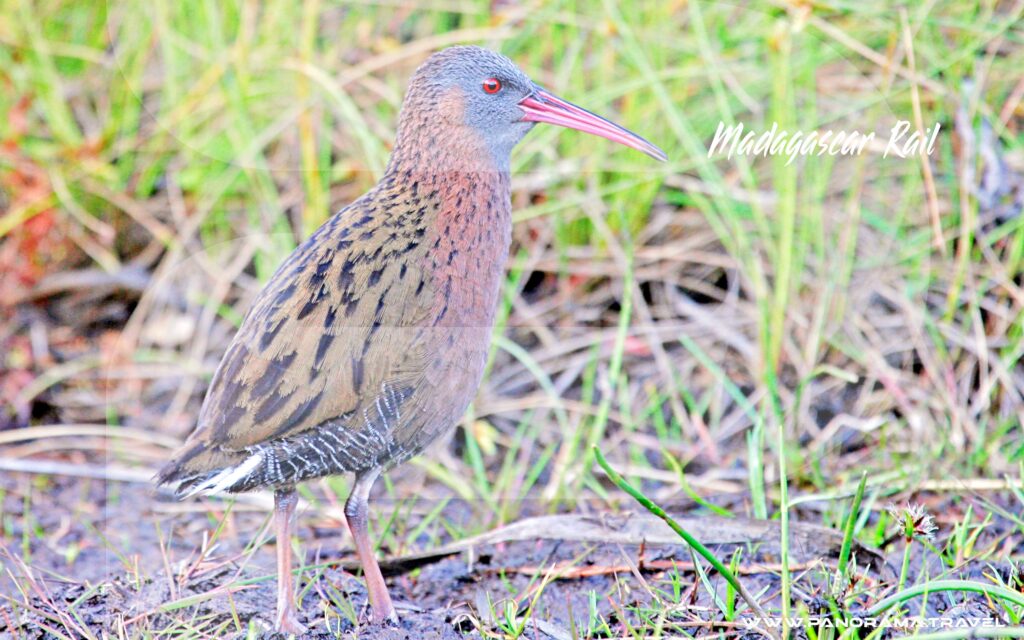 Madagascar-Rail