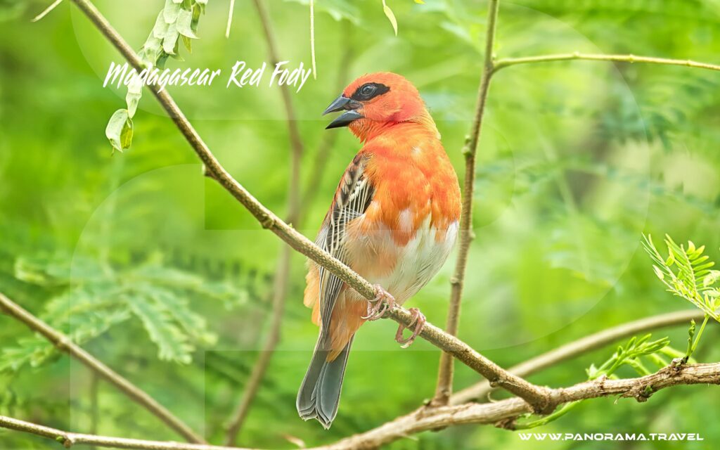 Madagascar-Red-Male-Fody-Birding-Adventure