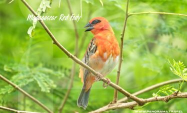 Madagascar-Red-Male-Fody-Birding-Adventure