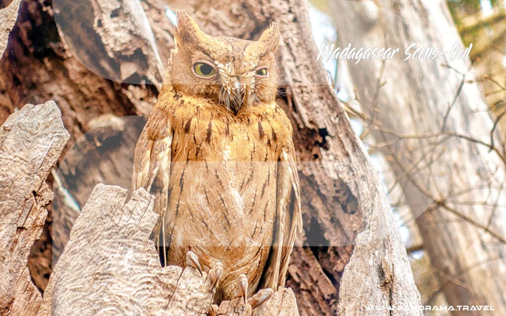 Madagascar-Scops-Owl-Birding-Tour-