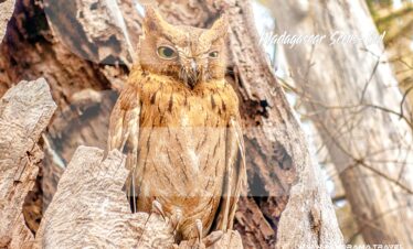 Madagascar-Scops-Owl-Birding-Tour-