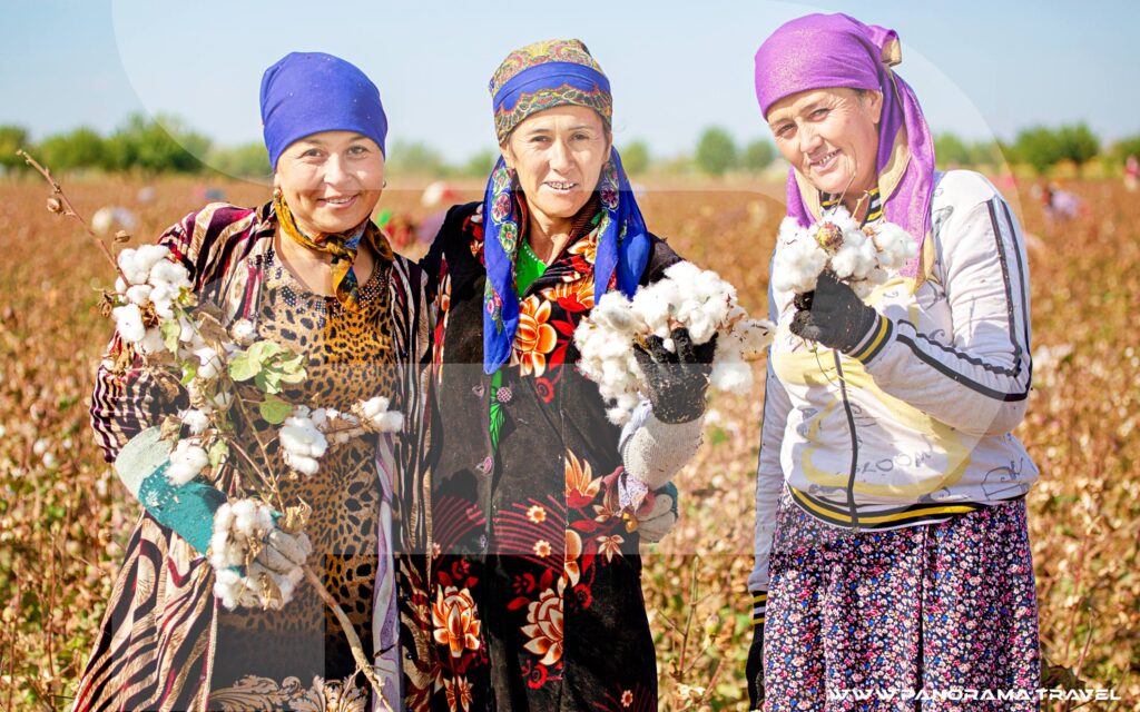 Uzbek women harvest cotton Uzbekistan