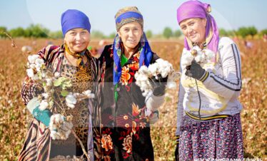 Uzbek women harvest cotton Uzbekistan