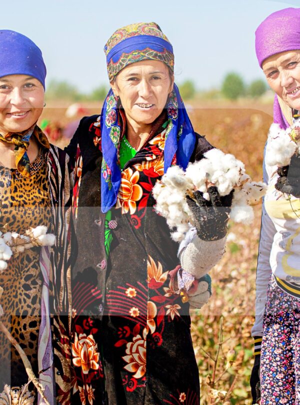 Uzbek women harvest cotton Uzbekistan