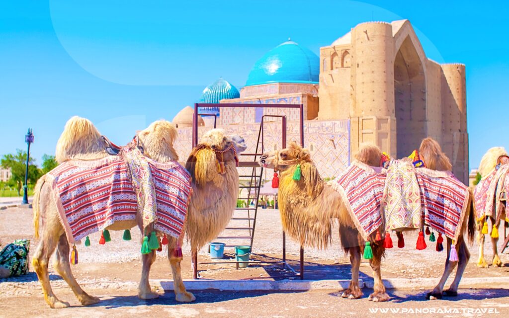 Uzbekistan Bactrian camels